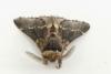 Poecilocampa populi